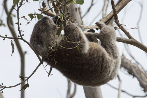 Koala - Phascolarctos cinereus