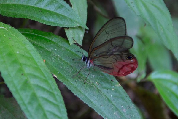 Arenal - Greta oto