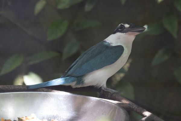 witkraagijsvogel - Todiramphus chloris