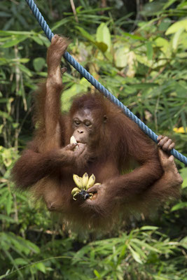 Semenggoh - Borneo orang oetan - Pongo pygmaeus