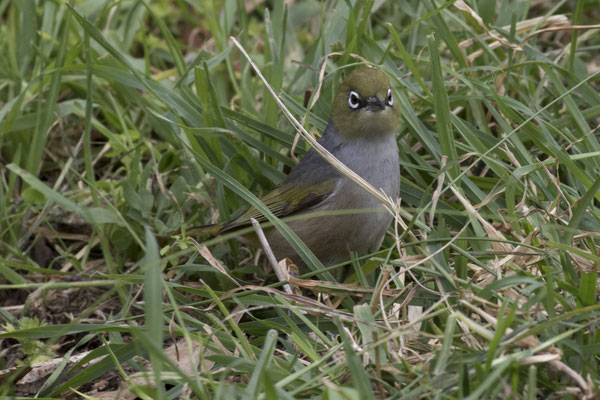 NP Great Otway - grijsrugbrilvogel - Zosterops lateralis