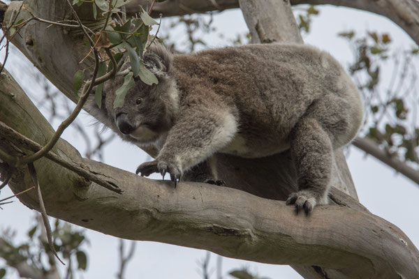 Tower Hill - Koala - Phascolarctos cinereus