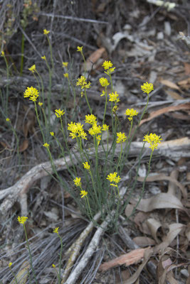 Stringybark walk - Glischrocaryon behrii