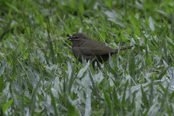 Montaña de Pelicano - Grote Cubavink - Tiaris olivaceus
