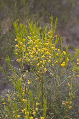 Keith Hately walk - waterwatte - Acacia retinodes