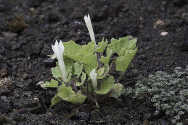 Bartolomé & Santiago island - Doornappel - Datura innoxia