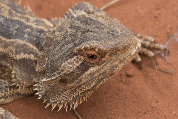 Alice Springs - Reptile centre - baardagaam - Pogona vitticeps