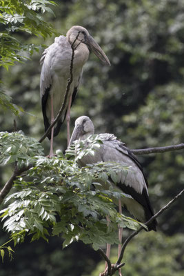 Tam Coc - Ngô Đồng rivier Indische gaper - Anastomus oscitans