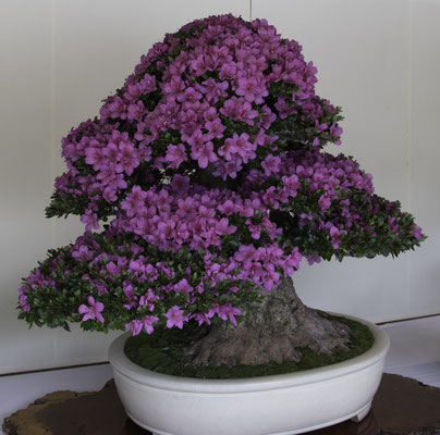 Tokyo - Yoyokipark bonsai