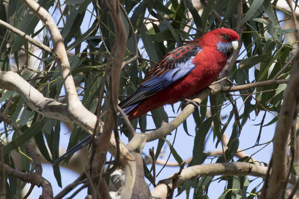 Bimbi - NP Great Otway - pennantrosella - Platycercus elegans
