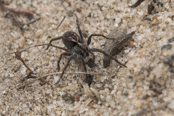 Keith Hately walk - variabele wolfspin - Venator spenceri