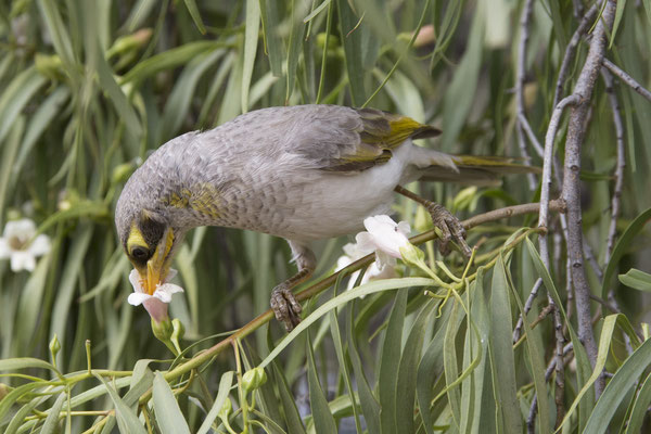 Alice Springs - botanische tuin - witstuithoningeter - Manorina flavigula