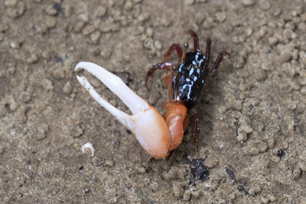 wenkkrab - Austruca annulipes