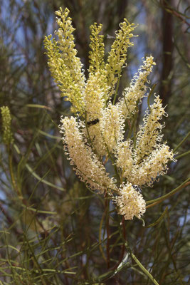 Grevillea leucopterus