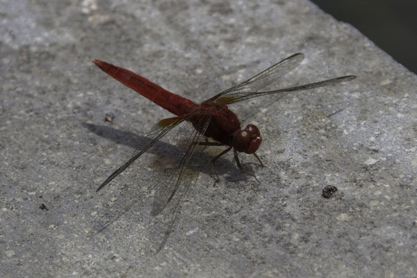 Kanazawa kasteel - libelle - Rhodothemis rufa