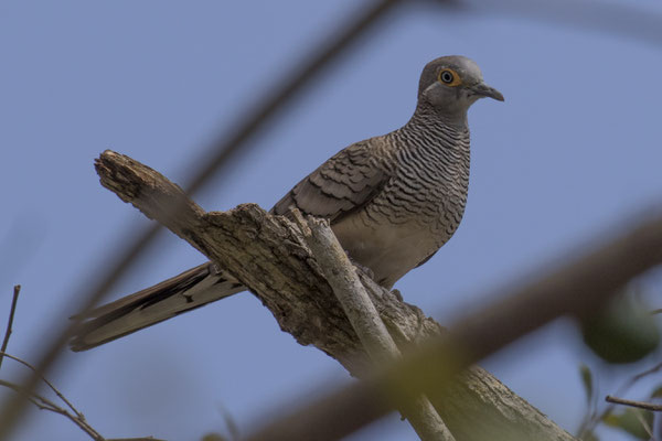 Rinca - Temminckzebraduif - Geopelia maugeus
