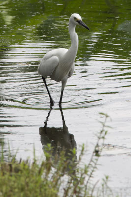 Ueno park zoo grote zilverreiger - Ardea alba