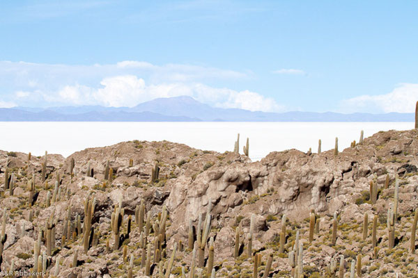 Cactuseiland - Uyunji zoutvlakte