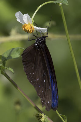 Hai Van pas - vlinder - Euploea mulciber