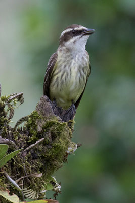  Arenal - Piraattiran - Legatus leucophaius