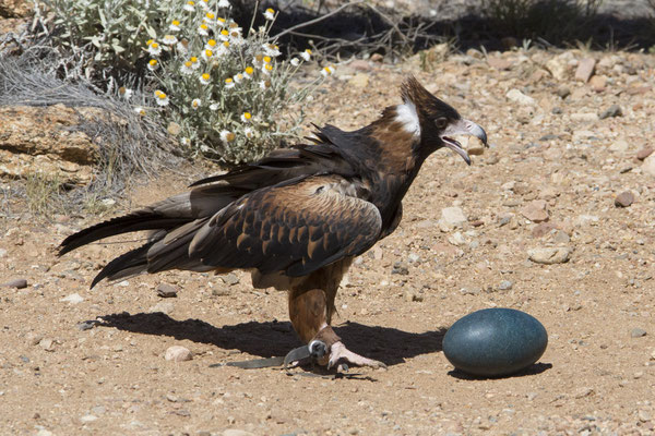 Alice Springs - Dessert park - buizerdwouw - Hamirostra melanosternon