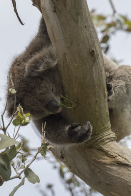 Koala - Phascolarctos cinereus
