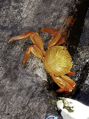 Puerto Ayora - Rode rotskrab - Grapsus grapsus