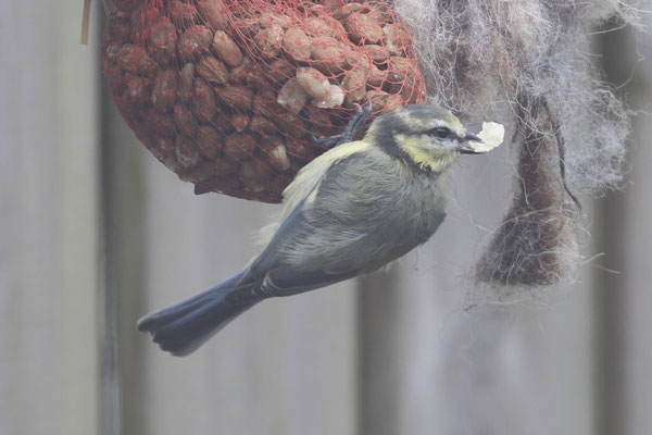 Pimpelmees - Cyanistes caeruleus
