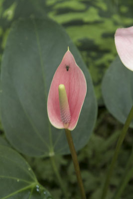 Bogor - Anthurium