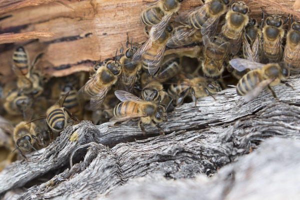 Stringybark walk - honingbij - Apis mellifera