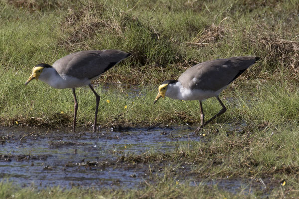 Anbangbang - maskerkievit - Vanellus miles