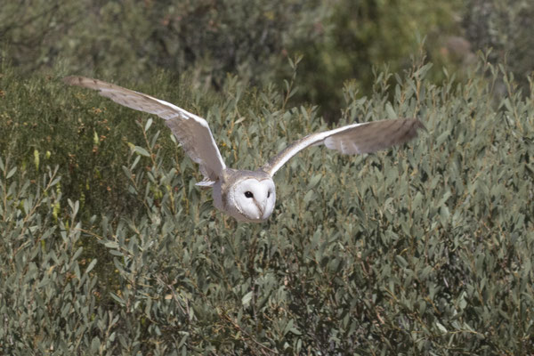 Alice Springs - Dessert park - oostelijke kerkuil - Tyto javanica