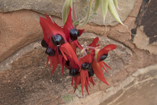 Coober Pedy - Sturts woestijnerwt - Swainsona formosa