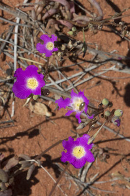 Kata Tjuta - (spec) klein kruiskruid - Calandrinia balonensis