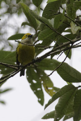 Talamanca reserve - zilverkeeltangare - Tangara icterocephala