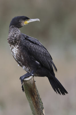 Aalscholver - Phalacrocorax carbo