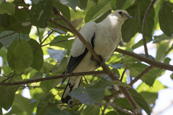 bonte muskaatduif - Ducula bicolor