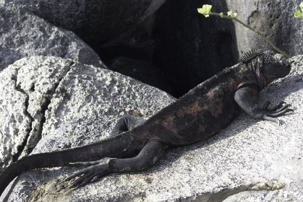 Isla Espanola & Gartner island - Galapagos zeeleguaan - Amblyrhynchus cristatus