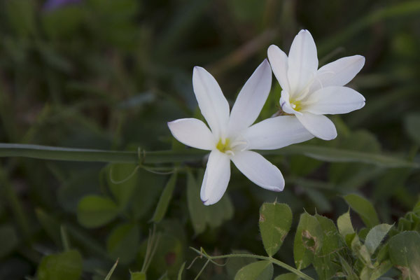 River walk - harlekijnbloem - Sparaxis bulbifera