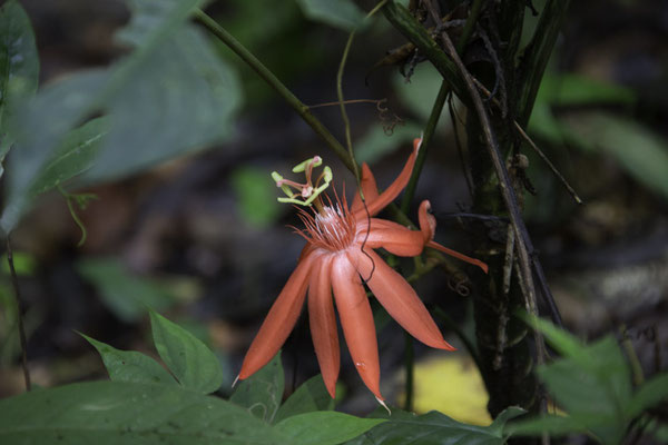 Manuel Antonio - Passiflora vitifolia