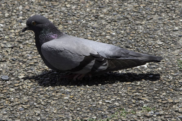 Kyoto - Maruyama park - rotsduif - Columba livia