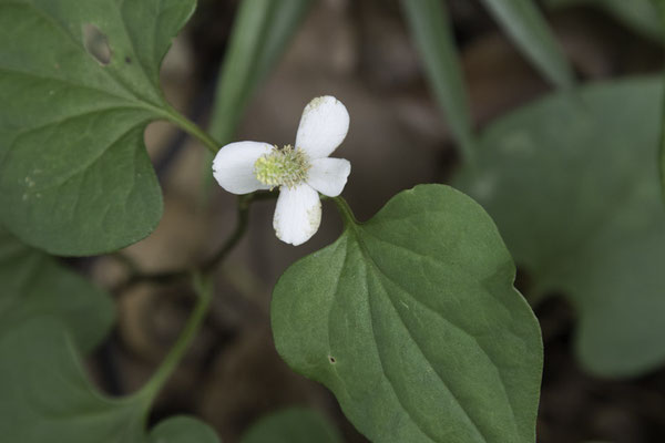 Tokyo - Yoyokipark - moerasanemoon - Houttuuynia cordata