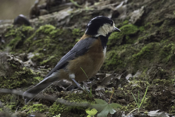 Kyoto - bamboebos bonte mees - Sittiparus varius