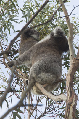 Koala - Phascolarctos cinereus