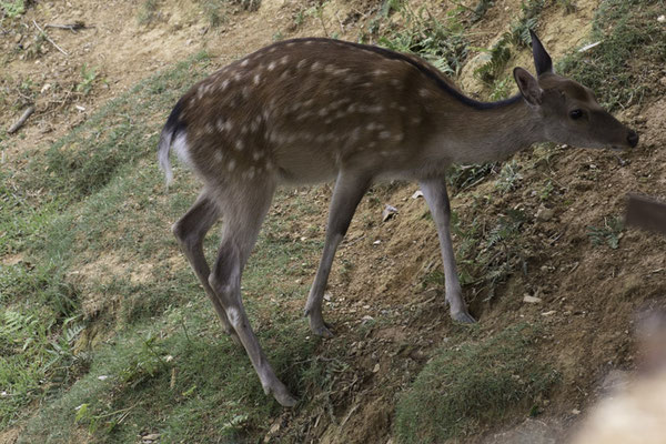 Kyoto Sikahert - Cervus nippon