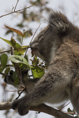 Koala - Phascolarctos cinereus