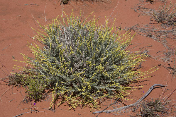 Kata Tjuta - wilderoosmarijn - Eriocephalus ericoides