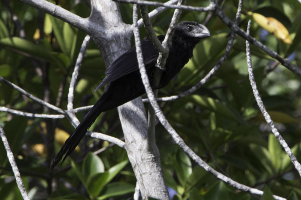 Santa Cruz - gladsnavelani - Crotophaga ani