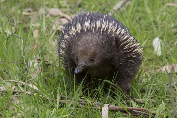 Gellibrand - Australische mierenegel - Tachyglossus aculeatus