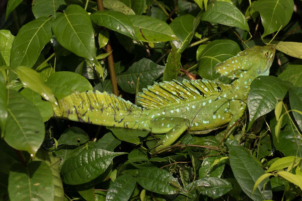 Tortuguero - Kroonbasilisk - Basiliscus plumifrons